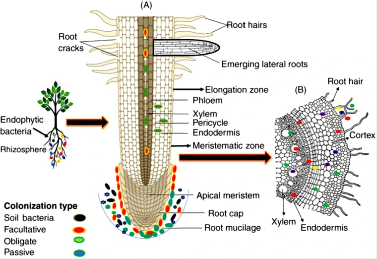 Graphical Abstract